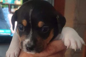 Jack Russells For Sale