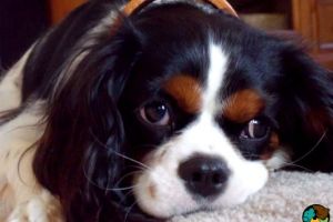Cavalier King Charles Spaniels Wanted
