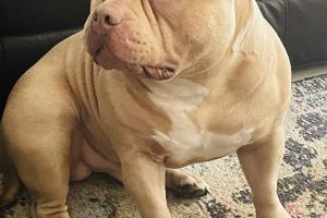 American Bully For Stud in the UK