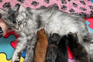 Cute Maine Coon For Sale