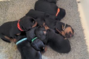 Available Rottweilers