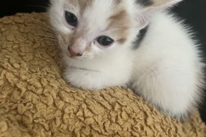 2 kittens for sale