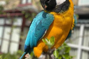 Macaw For Sale in the UK