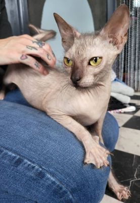 Lykoi for Rehoming