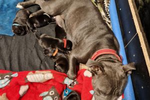 Staffordshire Bull Terrier For Sale in Great Britain