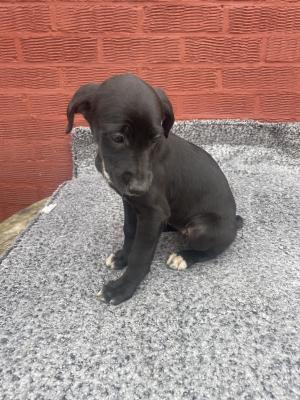 Lurcher For Sale in the UK