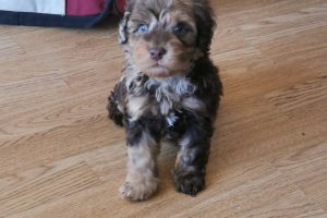 Miniature labradoodle puppies for sale