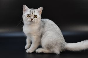 STUNNING SHOW QUALITY KITTENS FOR SALE from CHAMPION PARENT