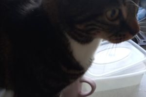 Cat for rehome