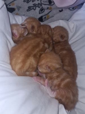 Gorgeous Female ginger kitten for sale | UKPets