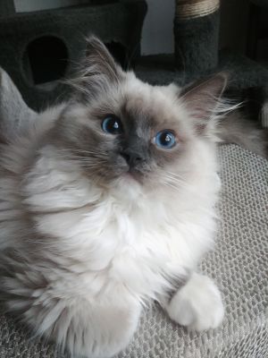 Ragdoll Cats and Kittens For Stud in the UK