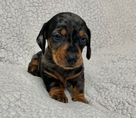 KC Miniature smooth haired dachshund puppies for sale | UKPets