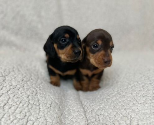 KC Miniature smooth haired dachshund puppies for sale | UKPets