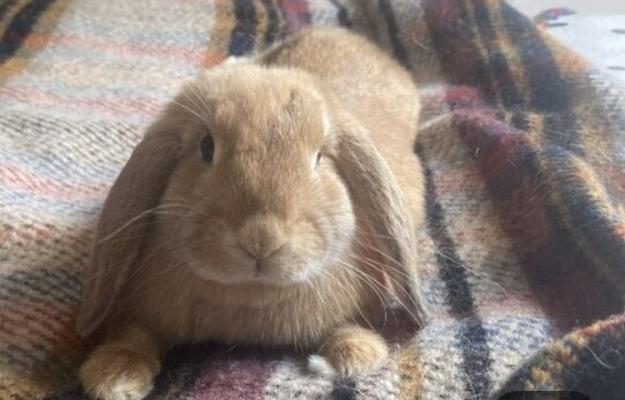 English Lop for Rehoming