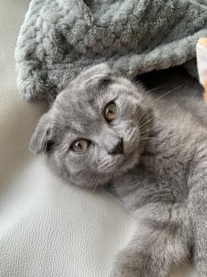 Scottish Fold for Rehoming