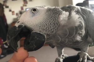 african-grey Dogs Breed