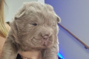 Shar Pei For Sale in Great Britain