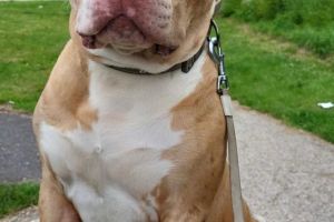 Available American Bulldogs