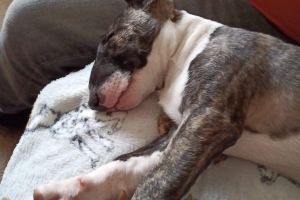 Cute English Bull Terrier For Sale