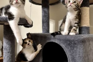 Mainecoon kittens for sale
