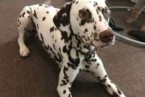 Dalmatians for Rehoming