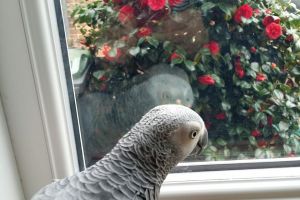 Available African Grey