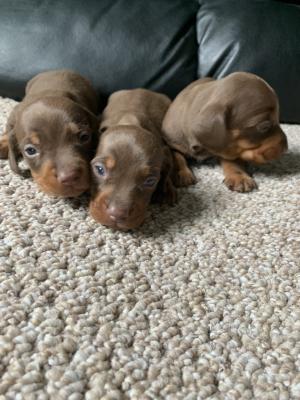 Beautiful miniature smooth coat dachshund | UKPets