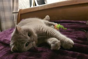 Pedigree British shorthair cats looking for new home