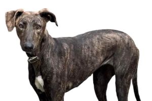 Greyhound Online Listings