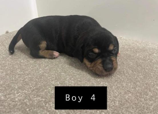 Xl Bully Puppies For Sale Ukpets