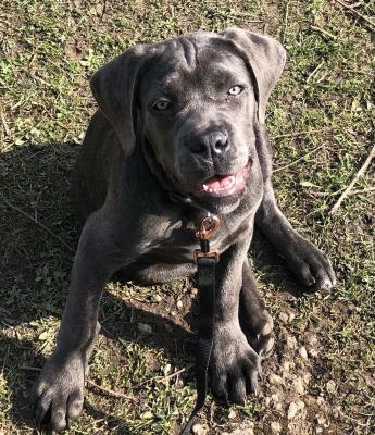 11 month old Blue Brindle Cane Corso For Sale | UKPets