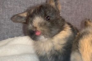 Dwarf Lop For Sale in Great Britain