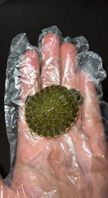 Turtle for Rehoming