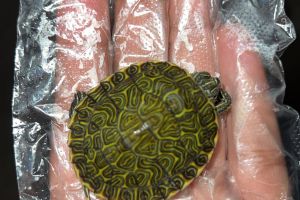 Turtle for Rehoming