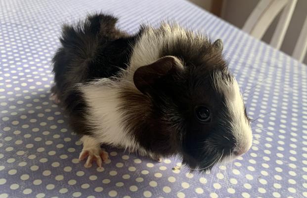 Guinea Pig For Sale in Great Britain