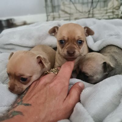 Chihuahua For Sale