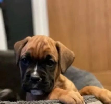 Boxer For Sale