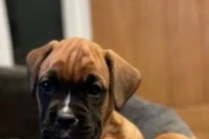 Boxer For Sale