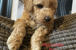 Cavapoos for Rehoming