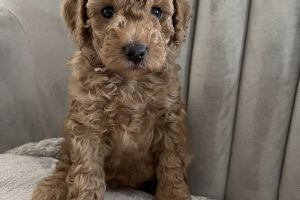 Miniature Poodle For Sale in Lodon