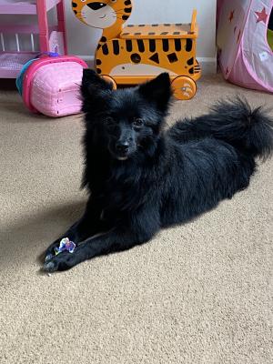 Pomeranian For Sale in the UK