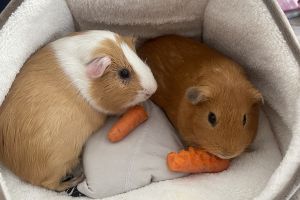 Two male Guinea pigs