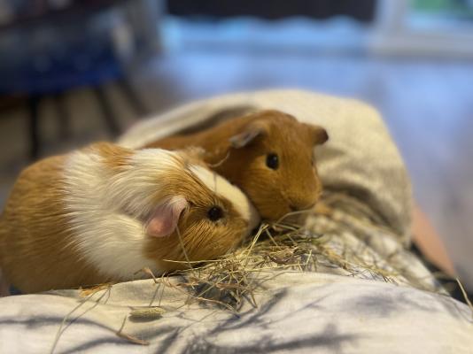 Guinea Pig Rodents Breed