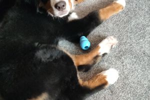 Bernese Mountain Dogs for Rehoming