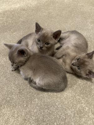 Beautiful ‘Bombproof’ Pedigree Blue Burmese Kittens for Sale | UKPets