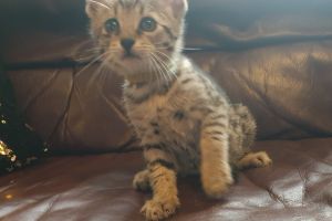 Savannah Cats for Rehoming