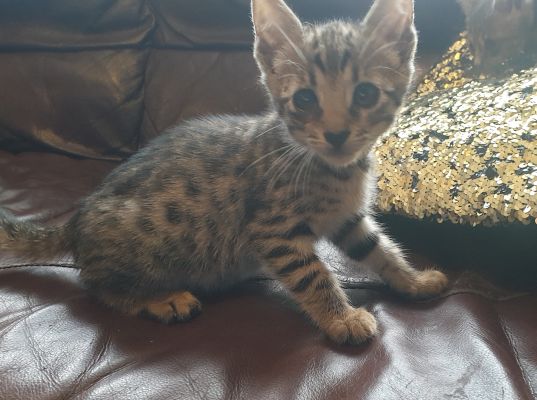 Savannah Cats for Rehoming
