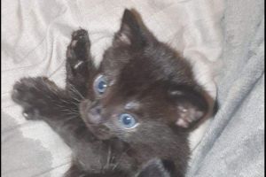 3 black kittens for sale