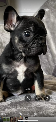 4 month old Frenchbulldog for sale | UKPets