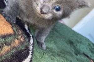 Grey kittens for sale